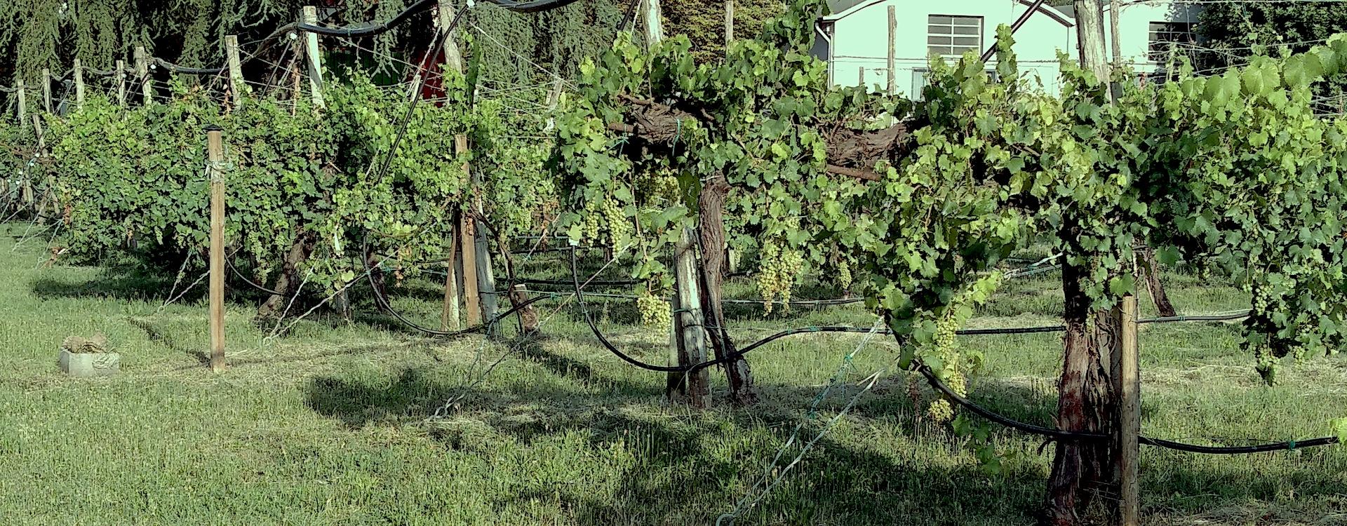 filari di uva lambrusco