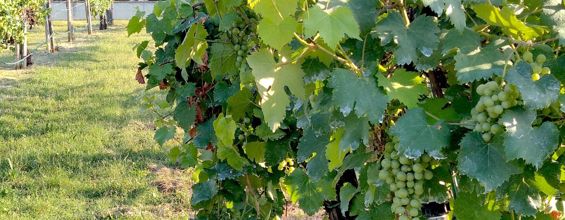 uva trebbiano di spagna